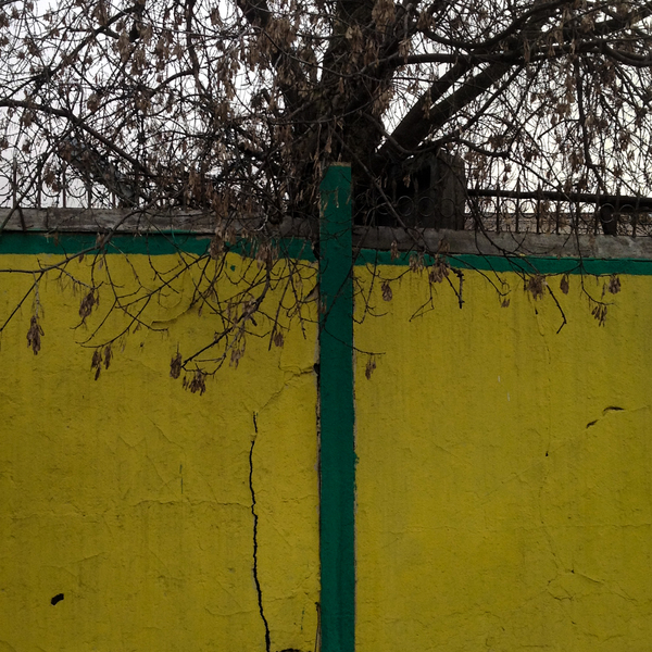Стволом дерева на этом снимке является зелёная полоса, которая в какой-то момент переходит в верхушку настоящего дерева. Также несколько двусмысленно выглядят листья на жёлтом фоне — то ли они настоящие, то ли это трещины в стене