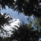 Image-avatar