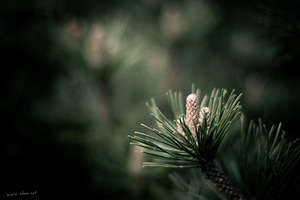 Image-preview