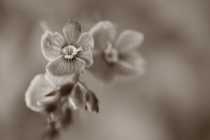 Image-preview