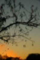 Image-preview
