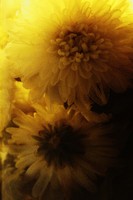 Image-preview