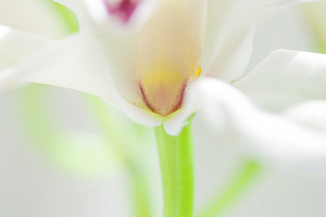 Image-preview